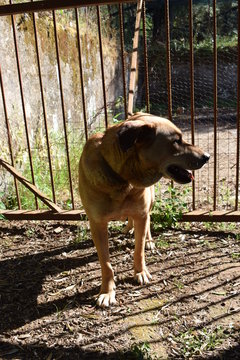 Cane di taglia media femmina dal pelo bruno