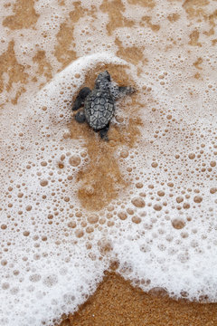 Hatchling baby loggerhead sea turtle (caretta caretta) crawling  to the sea after leaving the nest at the beach Praia do Forte on Bahia coast, Brazil,  top view