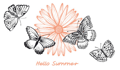 Butterfly hand drawn vector illustrations