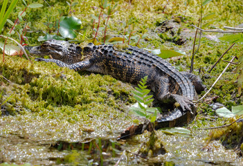 American Alligator basking on wetland waterway in Okefenokee wildlife refuge in Georgia.