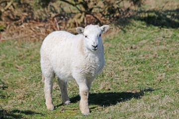 Sheep on the hills above Rhossili