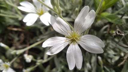 white spring flowers