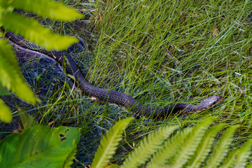 Black Water Snake gliding through grass at Okefenokee wetlands in Georgia.
