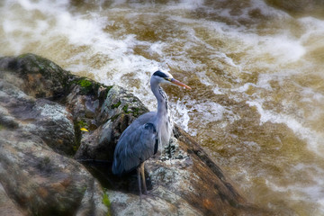 fischreiher in wartestellung