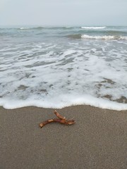 
little driftwood by the sea