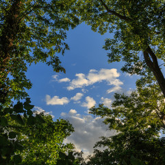 Baumfenster mit Wolken