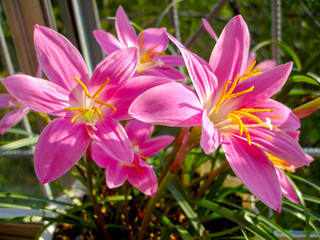 Pink Rain lily flowers (lat. Zephyranthes). Beautiful bright blossoms close-up outdoors. Summer view backlit by natural sunlight.