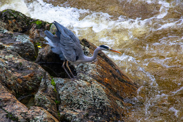 fischreiher auf der jagd