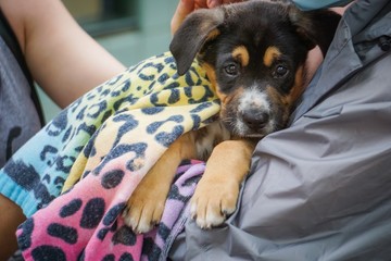cute puppy wrapped in towel
