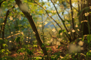 Natur Stimmung im Abendlicht