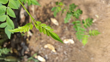 green bean sprouts