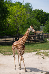 Naklejka premium Giraffes are waiting for food.