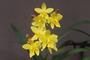 Beautiful yellow Orchid flowers