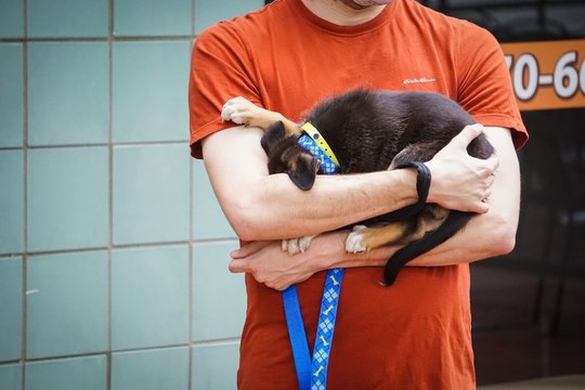 Puppy Hiding Its Face