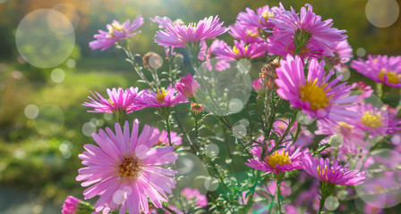 Purple flowers (by the common names Erigeron) closeup. Beautiful bright blossoms in the garden outdoors. Summer view back lit by sunlight.