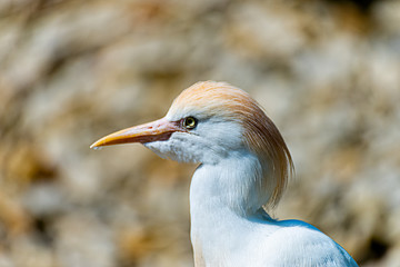 Bird with yellow feathers on head