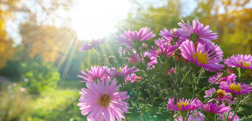 Purple flowers (by the common names Erigeron) closeup. Beautiful bright blossoms in the garden outdoors. Summer view back lit by sunlight.
