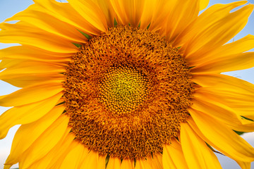 Sunflower closeup