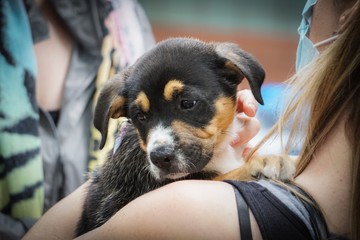 puppy looking over woman's shoulder