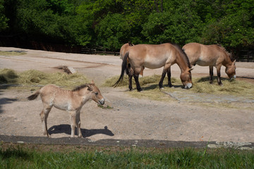 Cub of Przewalski's horse with parents.