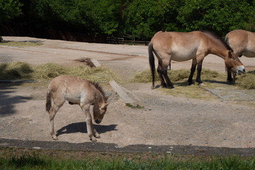 Cub of Przewalski's horse with parents.