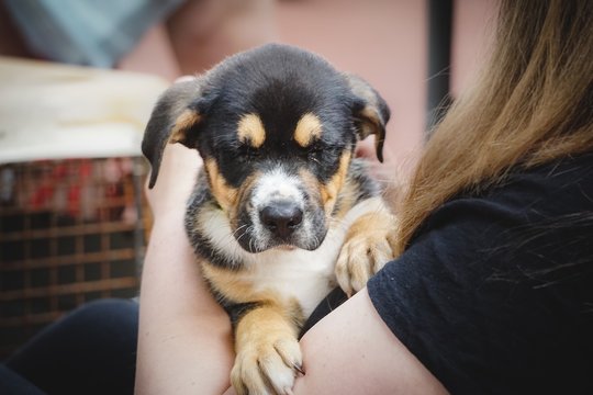 Puppy Closing Its Eyes