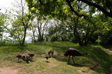 Ostrich chicks feed in the grass.