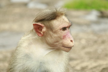 Naklejka premium serious moneky 