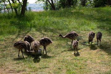 Ostrich chicks feed in the grass.