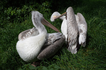 The pelican cleans its feathers in grass.