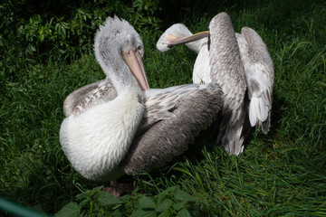 The pelican cleans its feathers in grass.