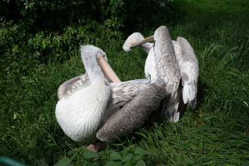 The pelican cleans its feathers in grass.
