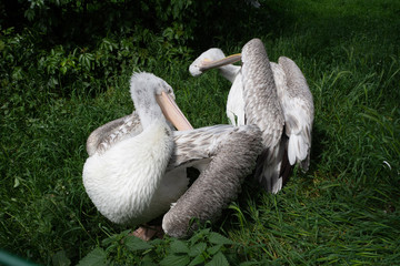 The pelican cleans its feathers in grass.