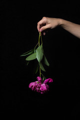 Obraz premium The concept of wilting nature. Hand holds wilted flower. A flower hangs bud down. Photo on a black background