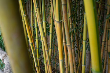 The green bamboo background