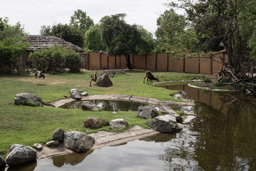 Animals are drinking water from the watering hole.