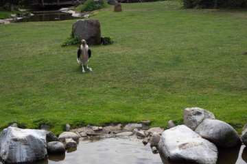 Bird of prey in the grass.