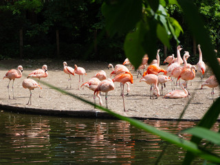 A flock of flamingos feeds.