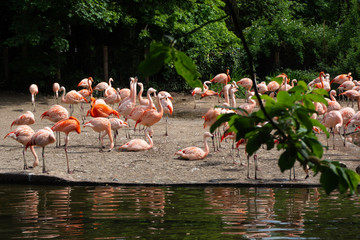 A flock of flamingos feeds.