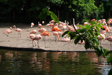 A flock of flamingos feeds.