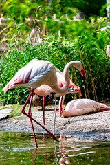 Flamingo strides through his territory