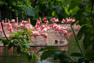 A flock of flamingos feeds.