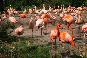 A flock of flamingos feeds.