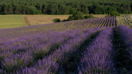 Plakat Lavender is young.