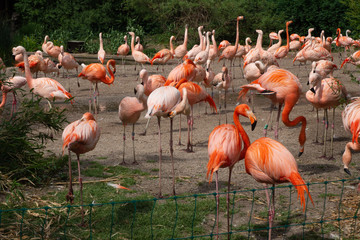 A flock of flamingos feeds.