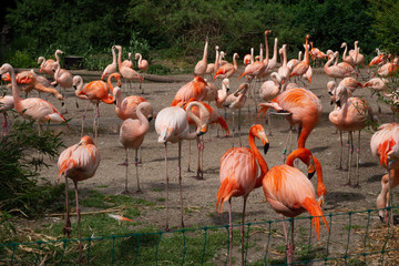 A flock of flamingos feeds.