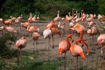 Fototapeta na wymiar A flock of flamingos feeds.