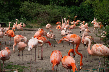 A flock of flamingos feeds.