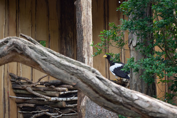 Bird of prey in the grass.