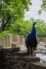 The male peacock is resting on the stone.